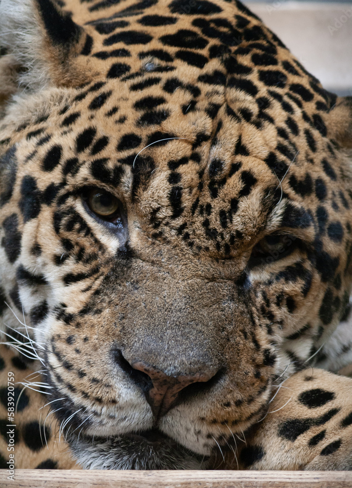 leopard leopard