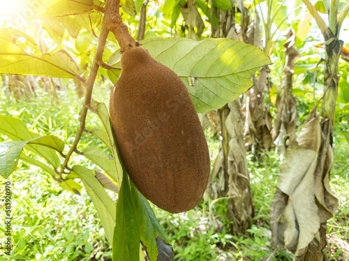 Exotic Cupuaçu (Theobroma Grandiflorum) Fruit on Tree, Super Amazonian Fruit photo