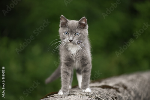 Gray Kitten