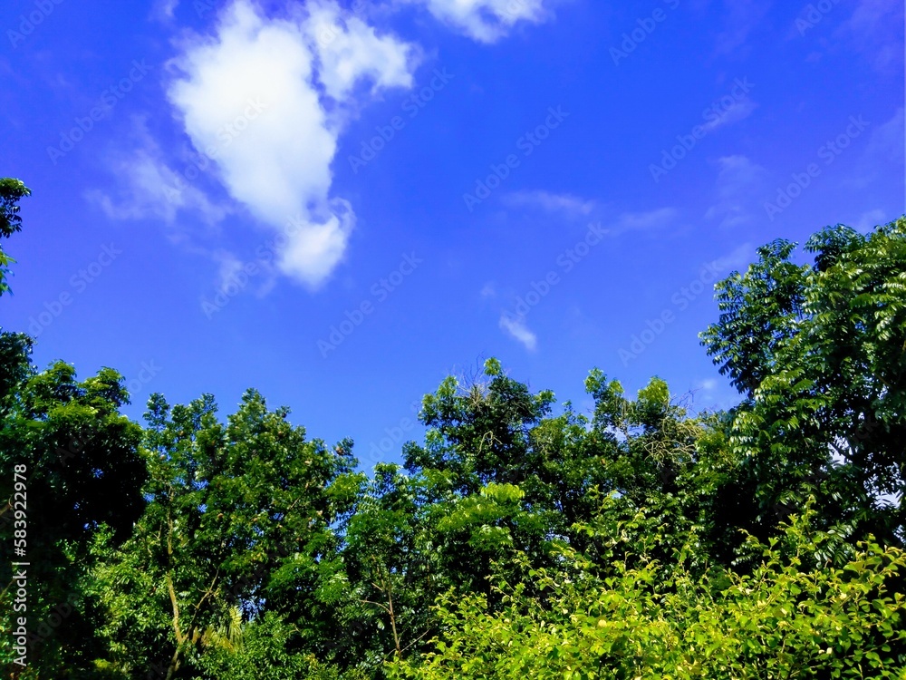 blue sky with trees