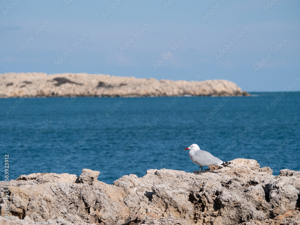 in a sunny place a bird stands on the rocks in a sunny place a bird stands on the rocks