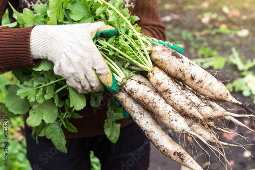 Farmer hands in gloves holding bunch of dirty daikon white radish in garden close-up