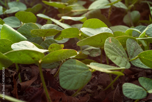 Wallpaper Mural plant in the garden Torontodigital.ca