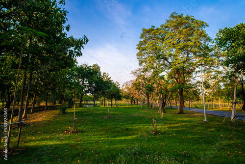 Sunset light in city public park with green tree forest