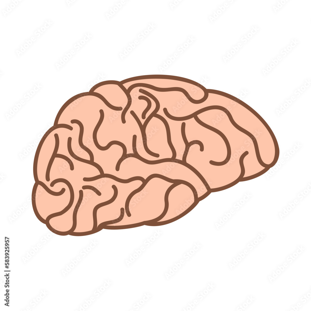 human brain isolated on white human brain isolated on white