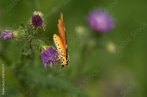 Russischer Bär (Euplagia quadripunctaria) photo