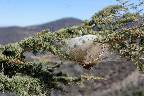 Pine processionary destroying Atlas Cedar in Belezma national park photo