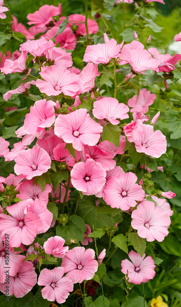 Flowers Lavatera, Mallow. Spring flowering. summer scene Flowers Lavatera, Mallow. Spring flowering. summer scene