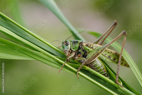 Green grasshopper in the grass. Insect in nature