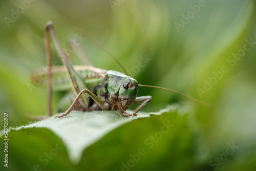 Green grasshopper in the grass. Insect in nature © Miramiska