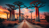 Avenue of the Baobabs, Madagascar, sunset in the park, sunrise in the forest,