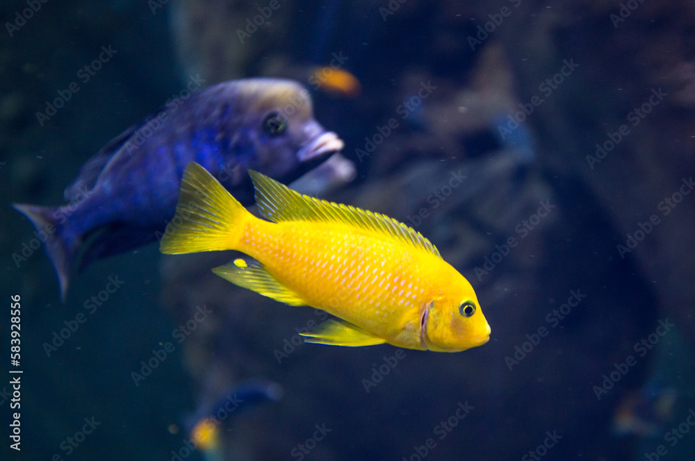 fish in aquarium fish in aquarium