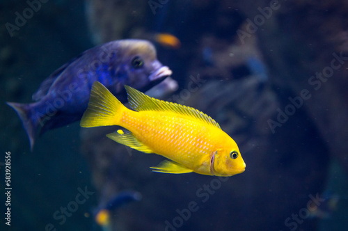 fish in aquarium © adebowski