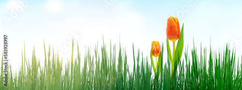 Rote Tulpen in Grünem Gras mit Sonnenstrahlen
