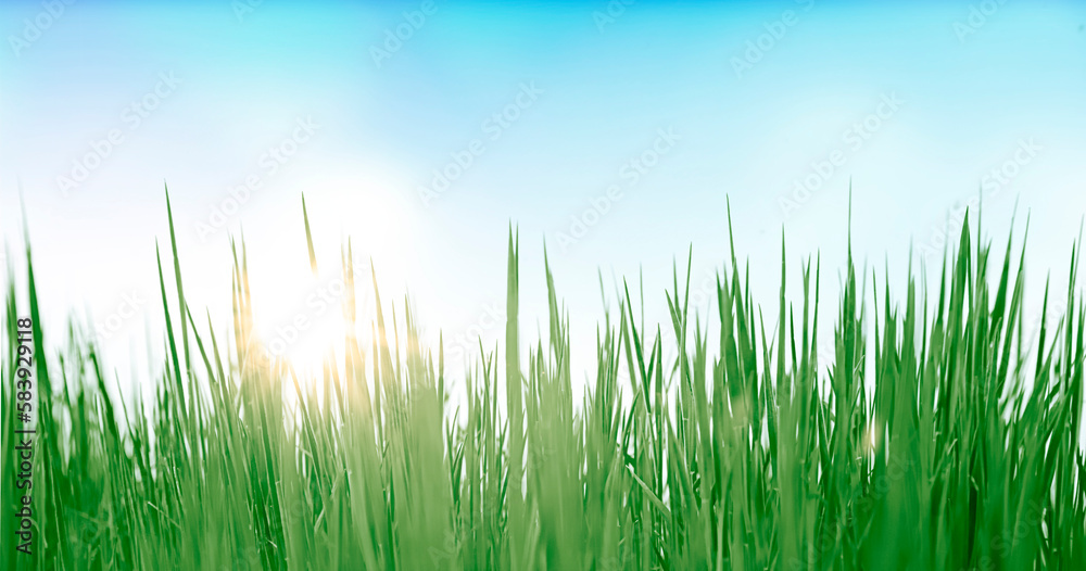Grünes Gras freigestellt vor weissem Hintergrund Grünes Gras freigestellt vor weissem Hintergrund