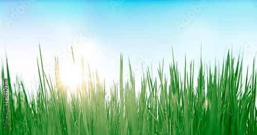 Grünes Gras freigestellt vor weissem Hintergrund