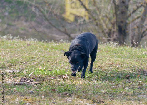 Small cute black Patterdale Terrier dog playing in the park photo