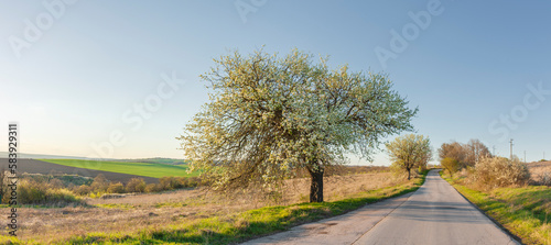 Blühender apfelbaum an einer Landstrasse in Bulgarien