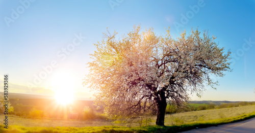Blühender apfelbaum an einer Landstrasse in Bulgarien