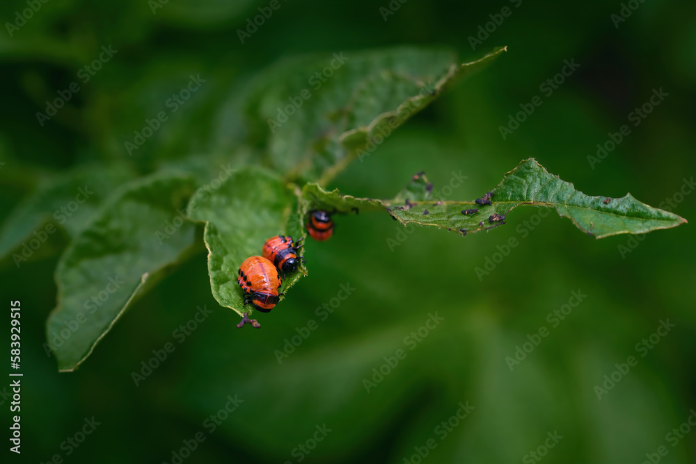 Group of potato beetle eats green potato leaf closeup. Instar stage of