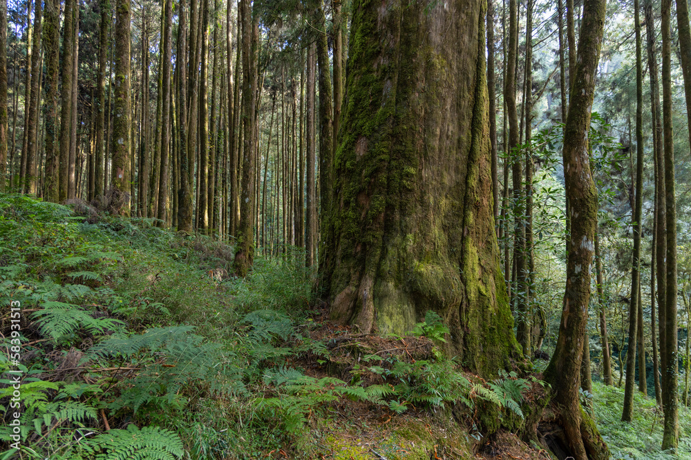 Green forest with natural woods landscape