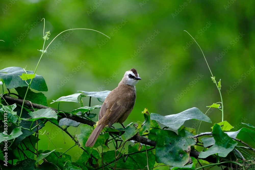 Cute Yellow-vented bulbul bird looking away while perched on branch among green leaves Cute Yellow-vented bulbul bird looking away while perched on branch among green leaves