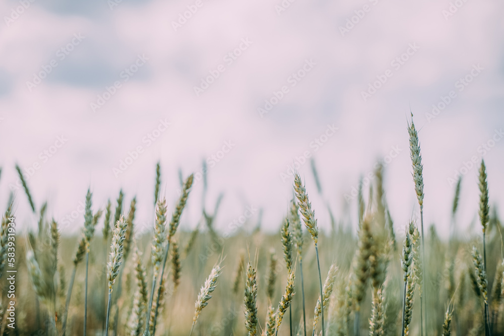 Green spikelets of wheat on the field. Close-up. Agricultural land. Green spikelets of wheat on the field. Close-up. Agricultural land.
