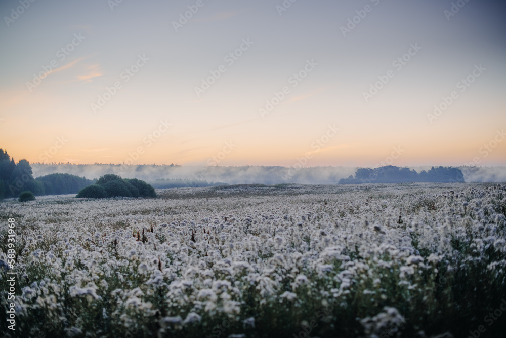 A field of fluffy thistles at dawn in the fog.  Hills, forest, a large field of white, faded thistles
