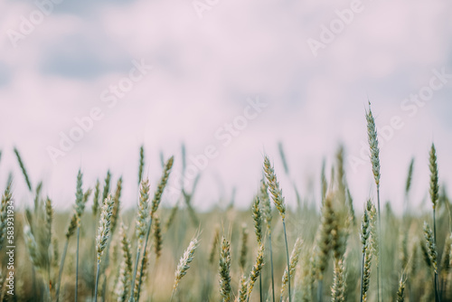 Green spikelets of wheat on the field. Close-up. Agricultural land.