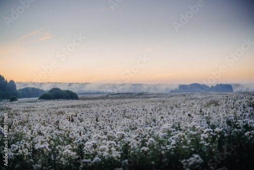 A field of fluffy thistles at dawn in the fog. Hills, forest, a large field of white, faded thistles