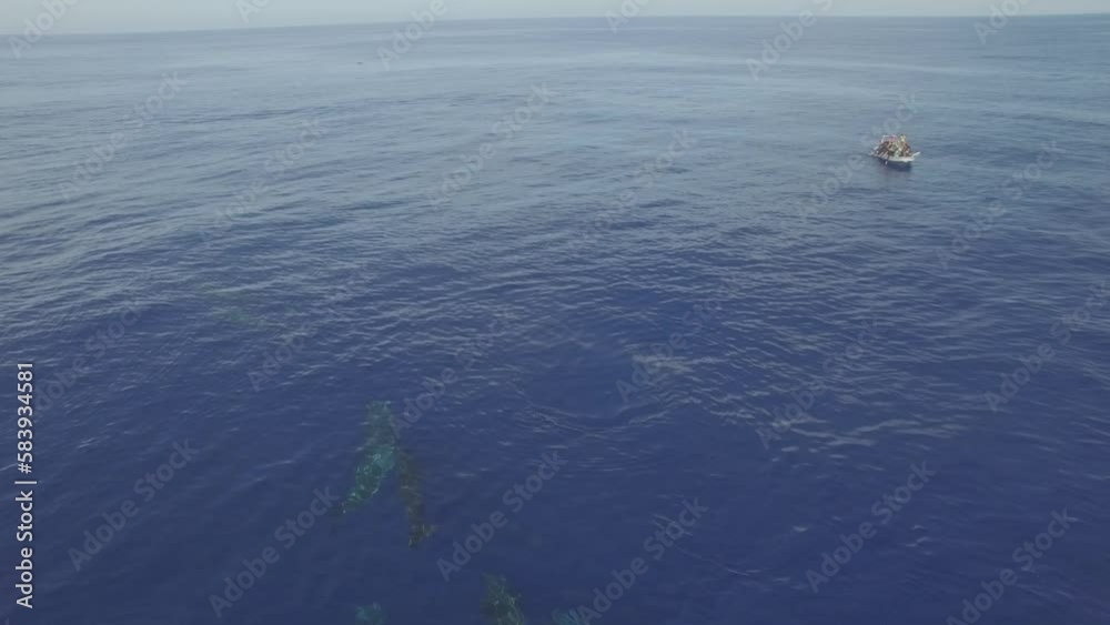 Crowd of sperm whales swims near surface of ocean. As part of whale family, sperm whales have distinctive ability to communicate. Their special behavior allows them to connect and survive in sea. Crowd of sperm whales swims near surface of ocean. As part of whale family, sperm whales have distinctive ability to communicate. Their special behavior allows them to connect and survive in sea.