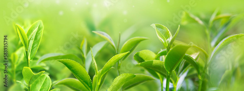 Closeup green tea leaves in the morning, tea plantation, blurred background.