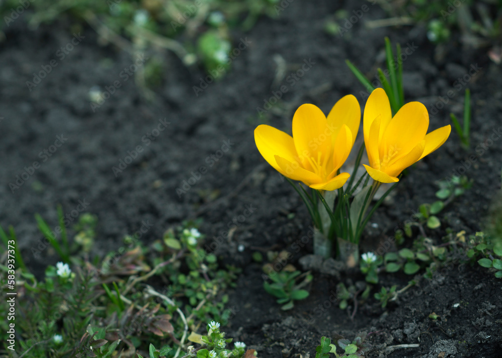 Yellow crocuses. Close-up. For background and advertising 2 Yellow crocuses. Close-up. For background and advertising 2