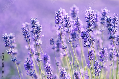 Field of lavender flowers, perfect for backgrounds and wallpapers © Pez Photography/Wirestock Creators