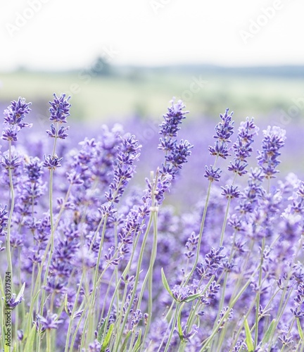 Field of lavender flowers  perfect for backgrounds and wallpapers