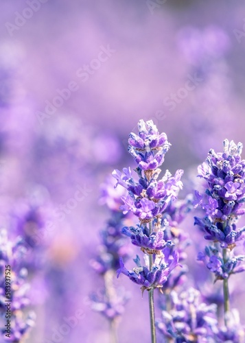 Vertical selective focus of lavender flowers in a field, perfect for backgrounds and wallpapers