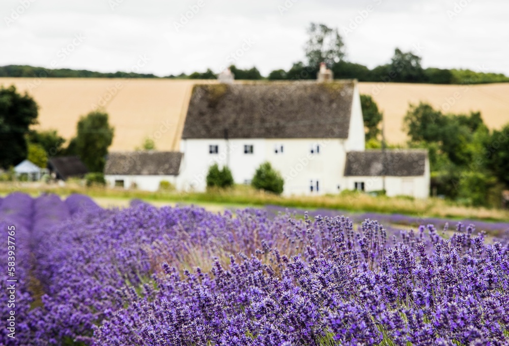 Of Cotswold lavender in the fields at Snowshill in Worcestershire