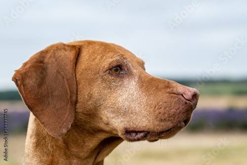 Closeup of a cute brown Hungarian Vizsla dog at Cotswold lavender fields in Snowshill