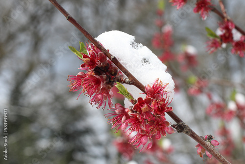 Fleur rouges sous une neige printanière