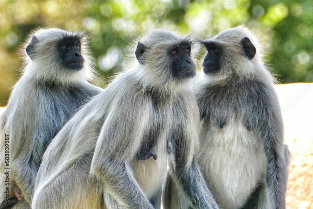Close-up of Indian common gray langur