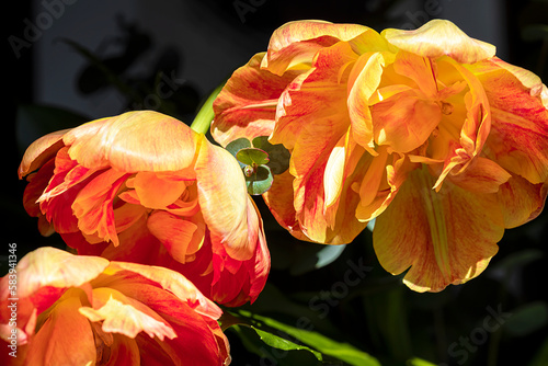 Terry tulips Sun Lover. Bulbous orange plants. The double beauty of orange petals on a dark background.
