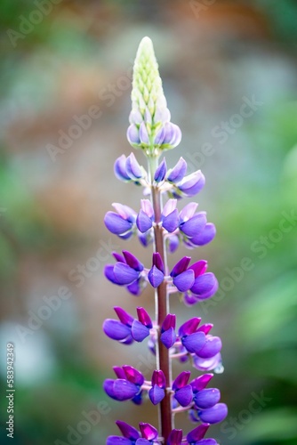 Vertical shallow focus shot of a Lupin plant in a garden