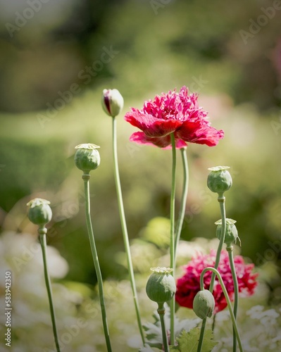Shallow focus shot of opium poppy flowers and buds in a garden