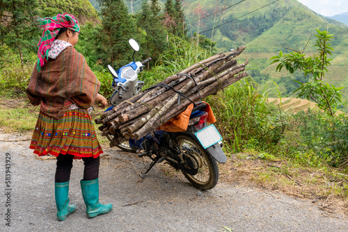 North Vietnam,  near the village of Bac Ha, a woman transports wood on her motorbike photo
