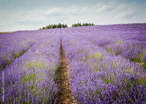 Scenic view of Cotswold lavender rows in a field at Snowshill in Worcestershire