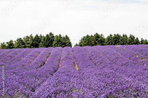 Scenic view of Cotswold lavender rows in a field at Snowshill in Gloucestershire