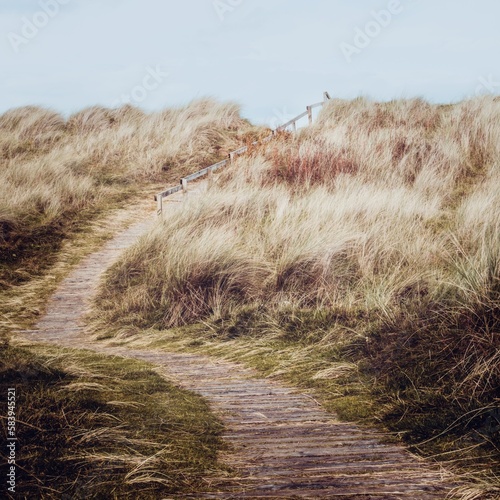 Murais de parede Wooden winding path to the beach at Findhorn Village on a sunny day in Moray, Sc