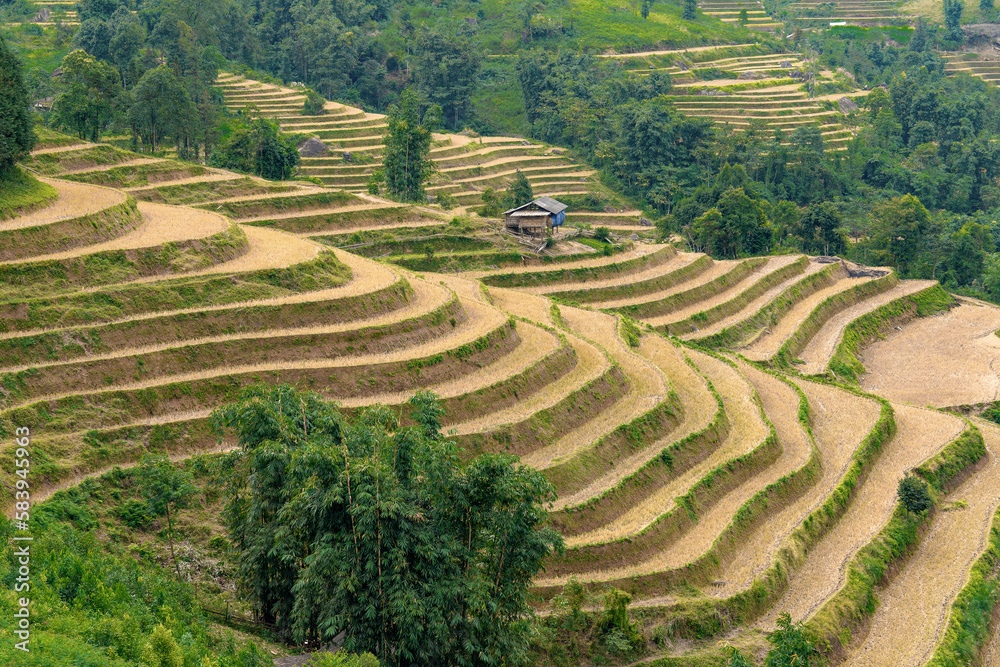 Northern Vietnam, terrassed rice fields in the mountains.