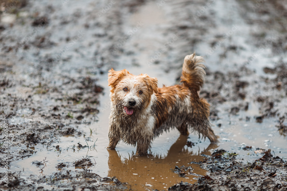 Dog in a puddle. A dirty Jack Russell Terrier puppy stands in the mud on the road. Wet ground after spring rain Dog in a puddle. A dirty Jack Russell Terrier puppy stands in the mud on the road. Wet ground after spring rain
