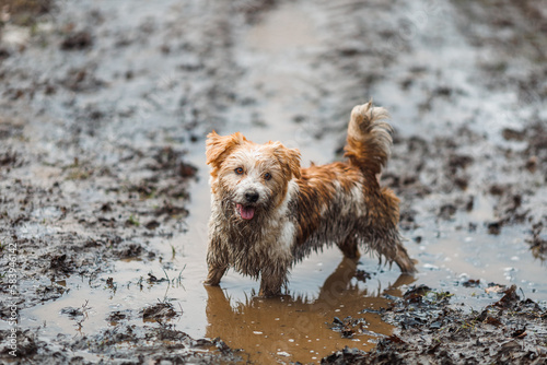 Canvastavla Dog in a puddle